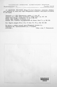 Uromyces polygoni-avicularis image